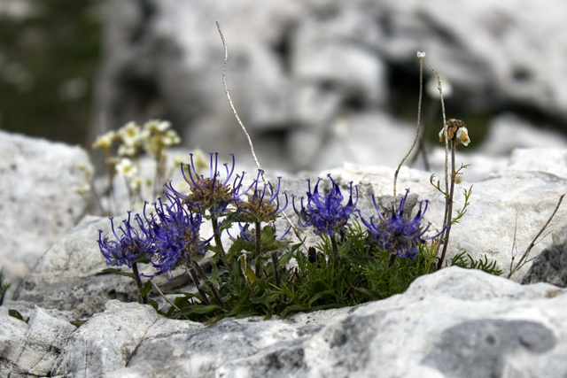 2011-08-17_10-49-26 cadore.jpg - Teufelskralle (Phyteuma) 